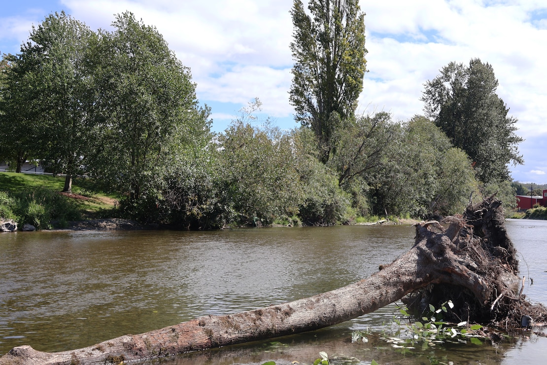 A fallen tree lies in the Cedar River, close to the Left Bank of the Cedar River Authorized Levee, next to Renton Municipal Airport, Renton, Washington>