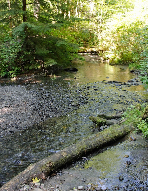 Photo of an exposed creek bed with woody debris, tree-lined banks and sun rays shining through the trees