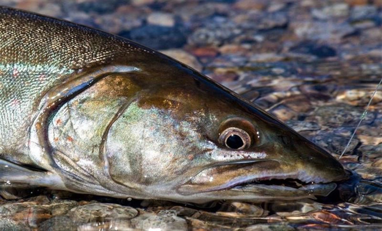 Head of a Bull Trout