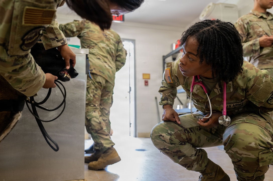 Capt. Templeton inspects a military working dog.