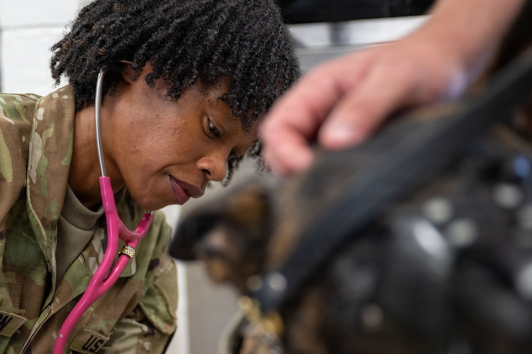 Capt. Templeton inspects a Military Working Dog.