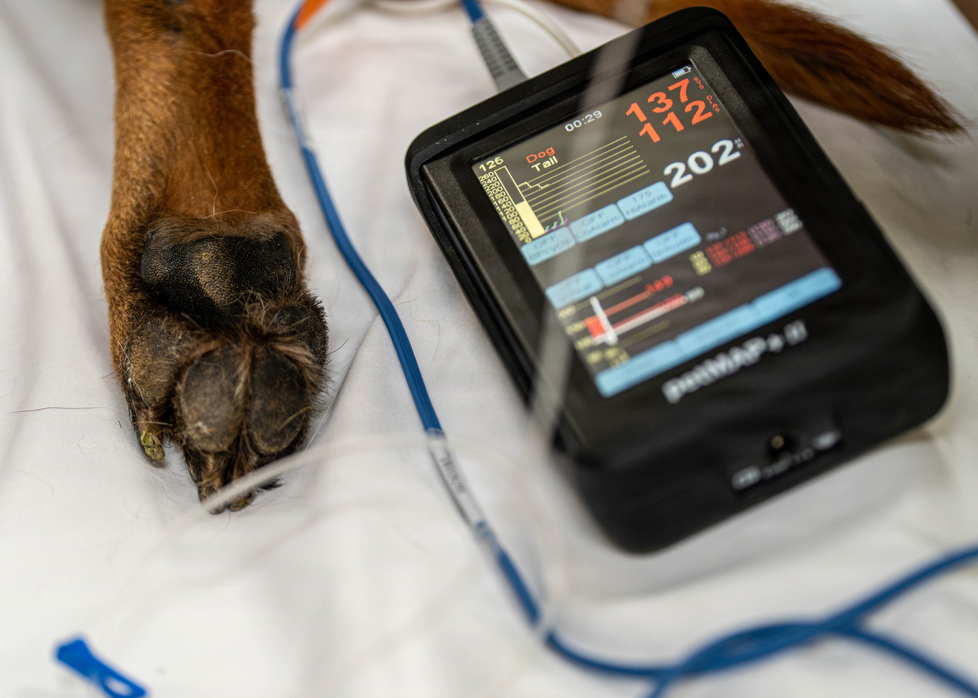 Eelias, a 6th Security Forces Squadron military working dog, undergoes a computed tomography scan at MacDill Air Force Base, Florida, Aug. 31, 2026. The scan will provide veterinarians with information needed to determine the most appropriate course of treatment and whether Eelias can return to duty. (U.S. Air Force photo by Senior Airman Monique Stober)