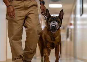 Eelias, a 6th Security Forces Squadron military working dog, regains his footing following a computed tomography scan at MacDill Air Force Base, Florida, Aug. 31, 2026. Eelias was sedated for the procedure and was assisted by medical and veterinary personnel as he recovered. (U.S. Air Force photo by Senior Airman Monique Stober)