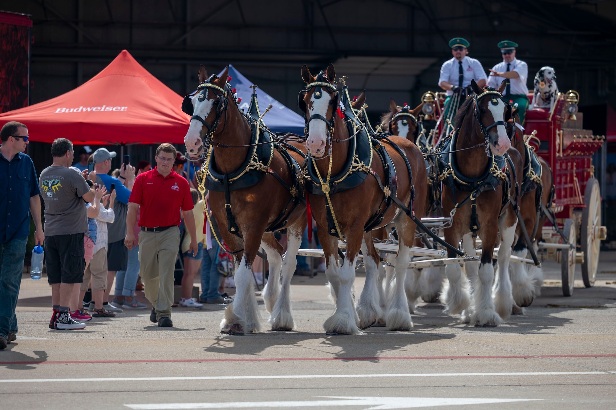 A Budweiser Clydesdales team trots around the Frontiers in Flight Air Show on Aug. 24, 2024, at McConnell Air Force Base, Kansas. The air show featured aerial performers and static displays from around the world, as well as military recruiters, the Anheuser-Busch Budweiser Clydesdales, exotic cars, food concessions, souvenir vendors, a Kid Zone and more. Air shows are a way for the Air Force to give back and show their appreciation to the local community, as well as showcase Department of Defense and Air Force capabilities. (U.S. Air Force Photo by Airman 1st Class Gavin Hameed)