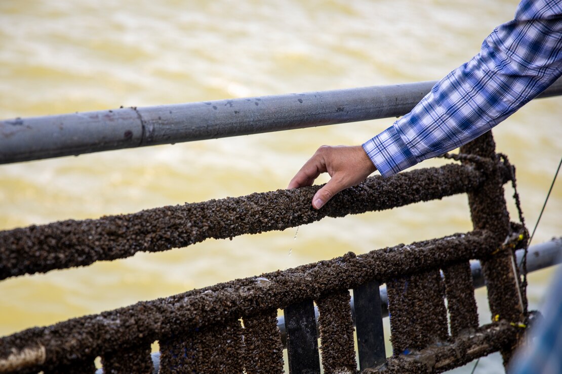 A Walla Walla District operations team member touches zebra mussels that have collected on a sample gate after a few months in the water at Gavins Point in Yankton, South Dakota, Aug. 26, 2026.