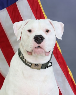 Deaf Ministry Dog to Deploy With Michigan Guard Handler